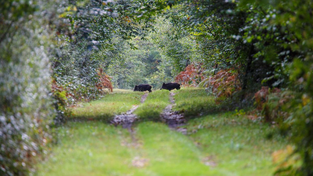 Parc De Launay Louresse-Rochemenier Bagian luar foto